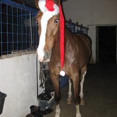 Hollandsk Varmblod Zunita