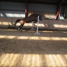 Hollandsk Varmblod Zunita