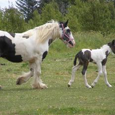 Tinker Rasmina *Solgt*