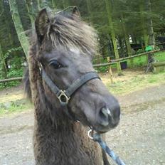 Anden særlig race Smack that Scotty