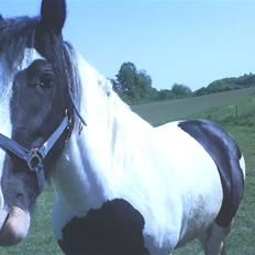 Irish Cob Tequila