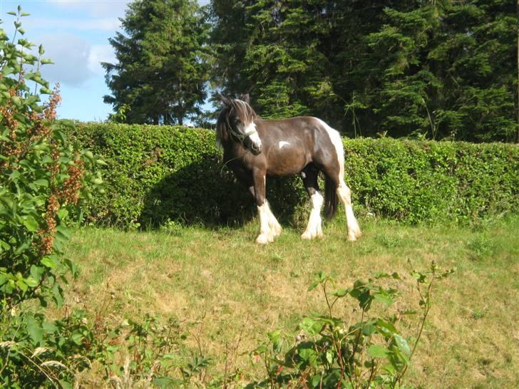 Irish Cob Mr. Pepper  billede 11