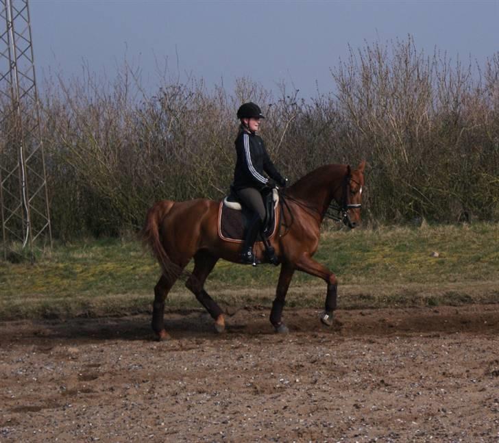 Dansk Varmblod Lizette Grand Prix hest i dressur billede 10