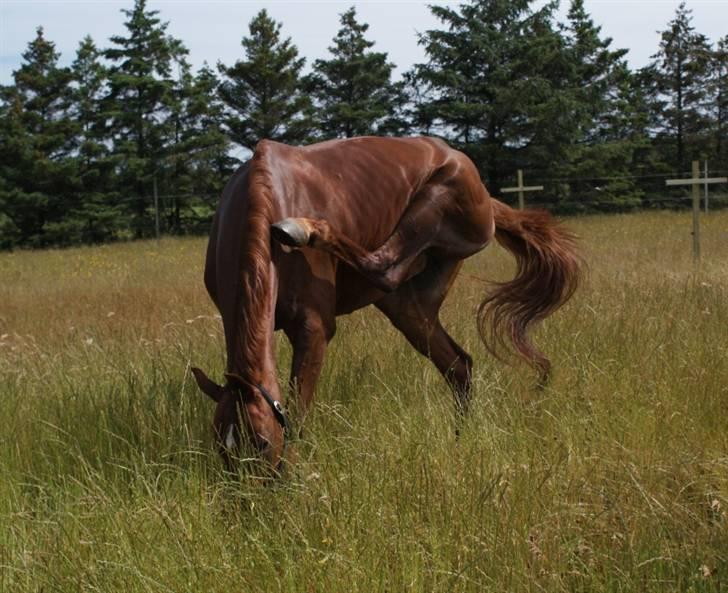 Dansk Varmblod Lizette Grand Prix hest i dressur billede 11