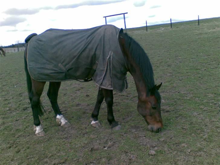 Anden særlig race Apollon/Polle(mor's)  - Ude på marken ved Kaldæa <3 billede 13