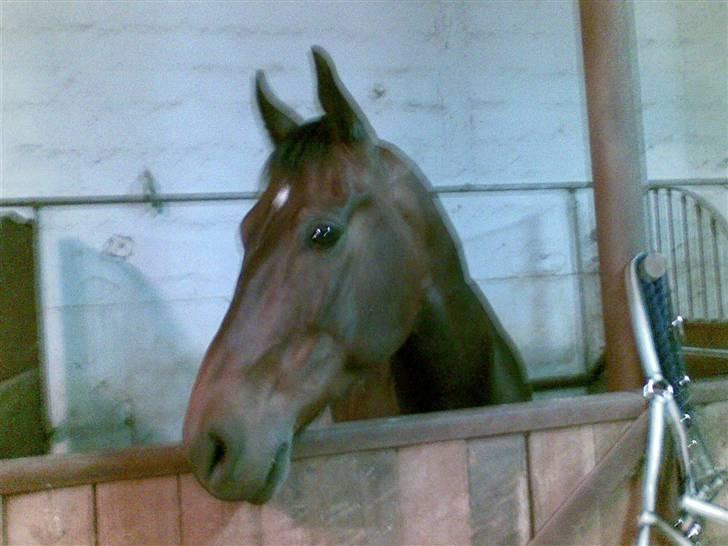 Anden særlig race Apollon/Polle(mor's)  - Polle i sin nye boks<3 billede 14