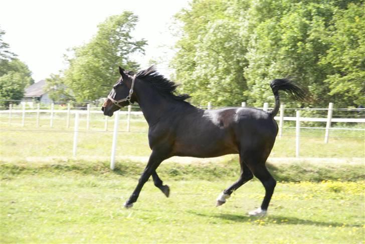 Traver | Teddy Hastrup R.I.P :'( billede 15