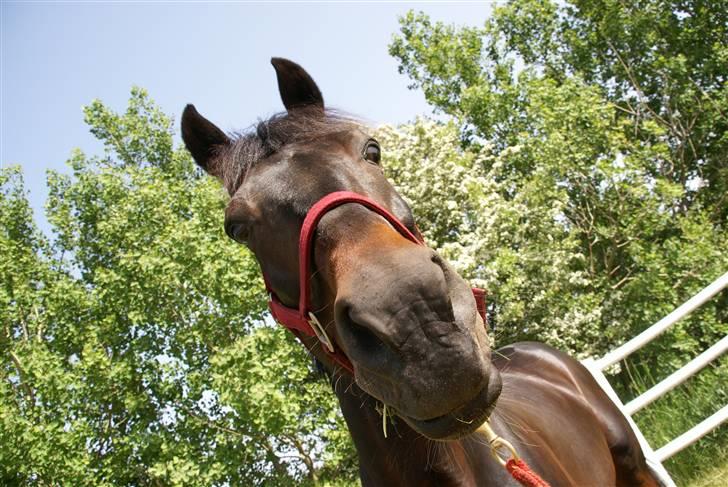 Traver | Teddy Hastrup R.I.P :'( billede 16