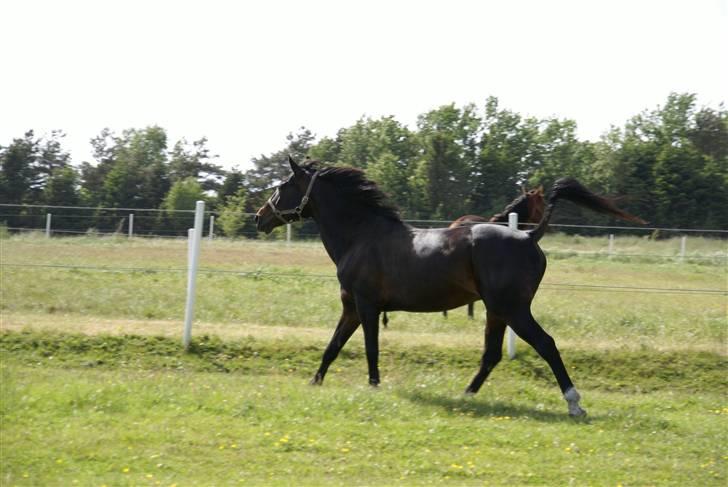 Traver | Teddy Hastrup R.I.P :'( billede 19