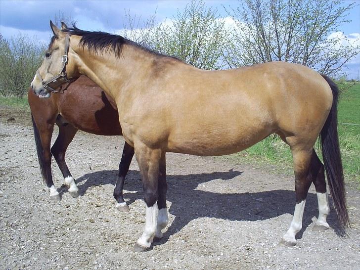 Palomino Østrupgårds Medea - 4. maj 2010, nu 12 år gammel billede 9