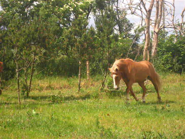 Islænder Sleipnir - Sleipnir viser sig :p billede 16