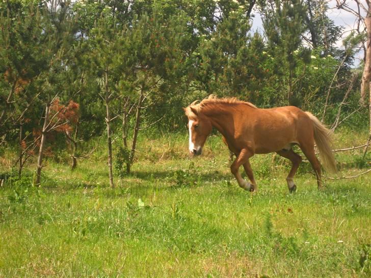 Islænder Sleipnir - Uha, lækker trav! billede 17