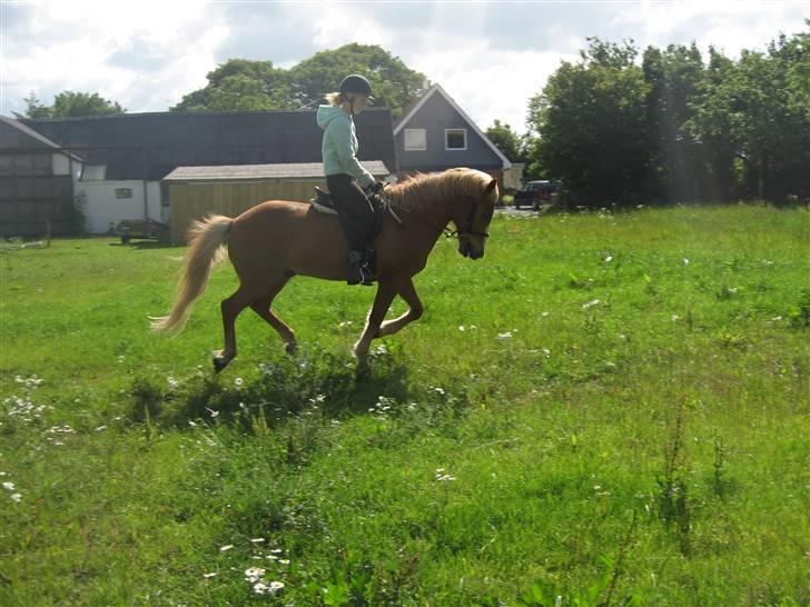 Islænder Sleipnir - Galop billede 18