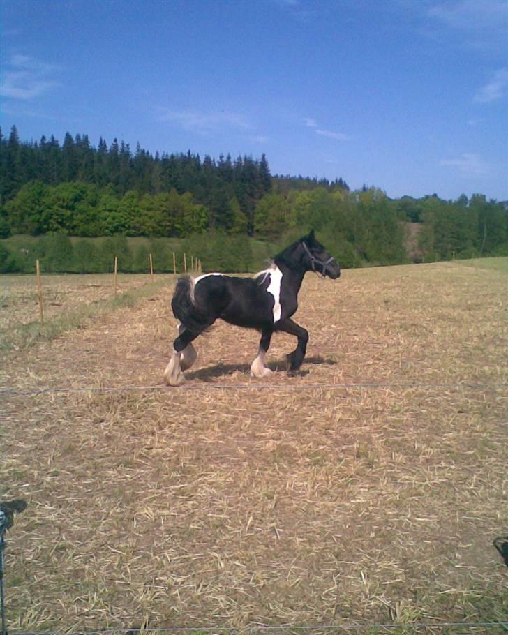 Anden særlig race Damgaard's Thor (Curly) - Curly, hos hans nye ejer´. Fotograf: Mor billede 10
