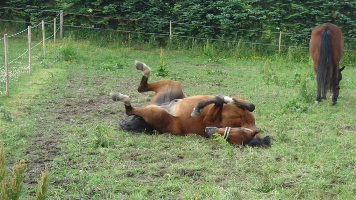 Traver Gacrux Date R.I.P - HHMMMMMM, stængerne i vejret billede 17