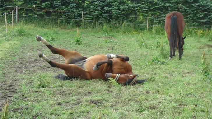 Traver Gacrux Date R.I.P - Hvorfra ved du at pigerne ligger sådan på .......gade. billede 18