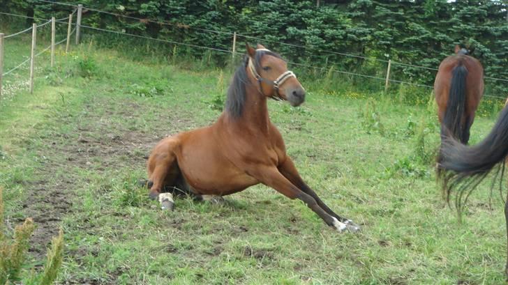 Traver Gacrux Date R.I.P - Nåå må hellere op og lave lidt ballade. billede 19