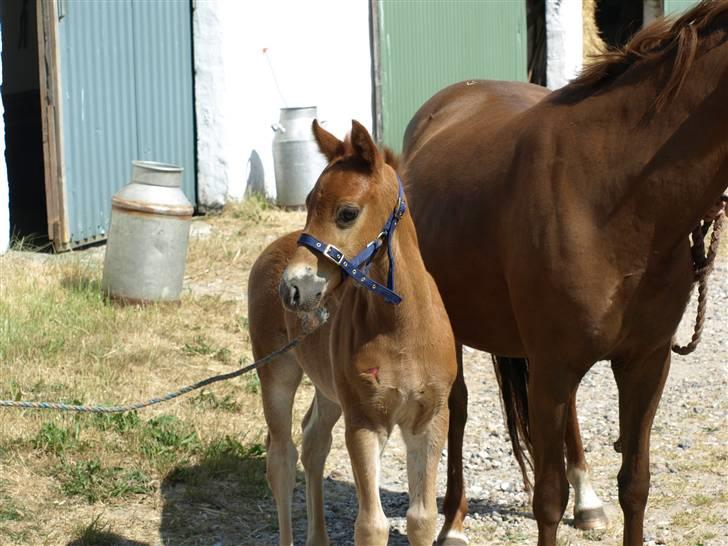 Anden særlig race Halkærs Master-Piece<3 billede 8