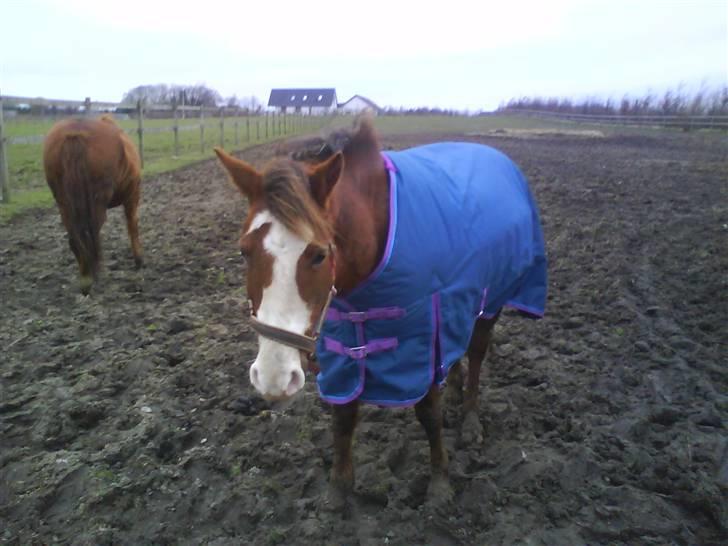 New Forest Sussie - På Fold .. er hun ikk nuttet? <3 :* billede 4