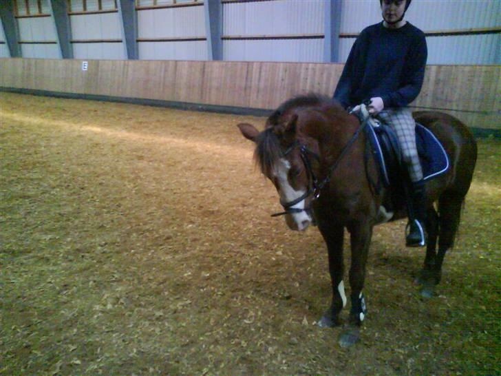 New Forest Sussie - Jahh? billede 5