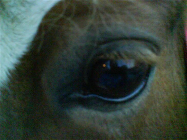 New Forest Sussie - Hendes øje <3 billede 7