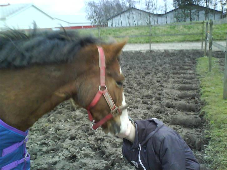 New Forest Sussie - Mysser <3 :* billede 9