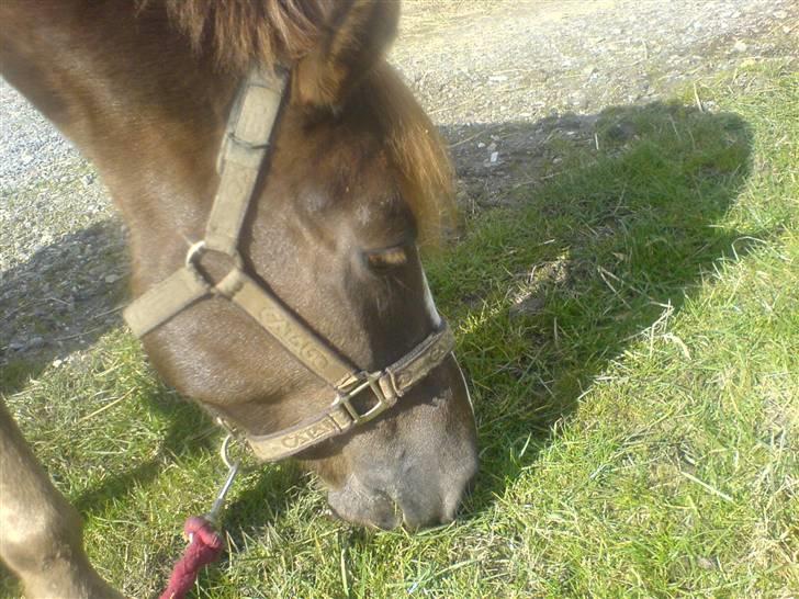 DSP Boccacio:<3 SOLGT :( billede 8