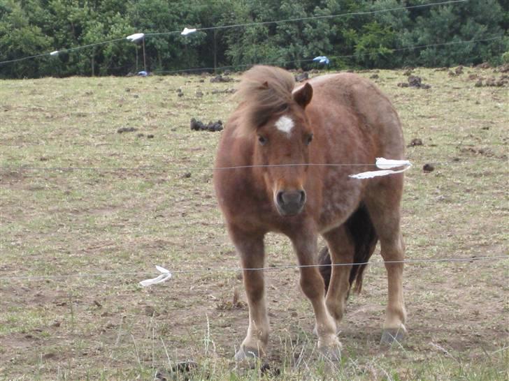 Anden særlig race Misty billede 9