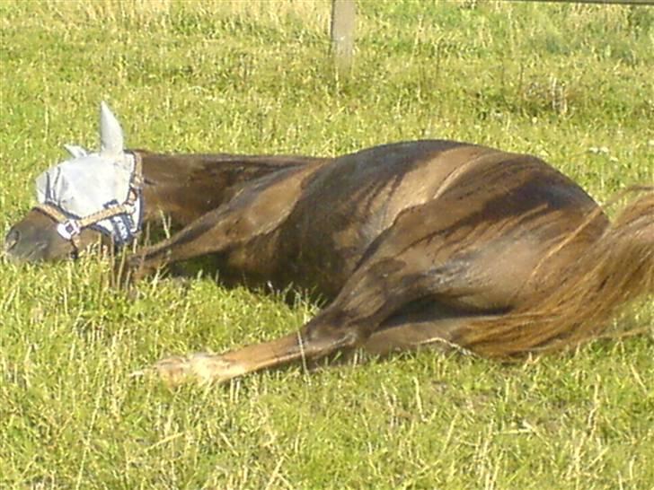 DSP Boccacio:<3 SOLGT :( billede 9