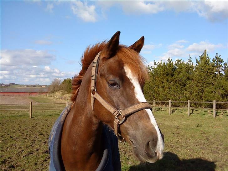 DSP Boccacio:<3 SOLGT :( billede 10