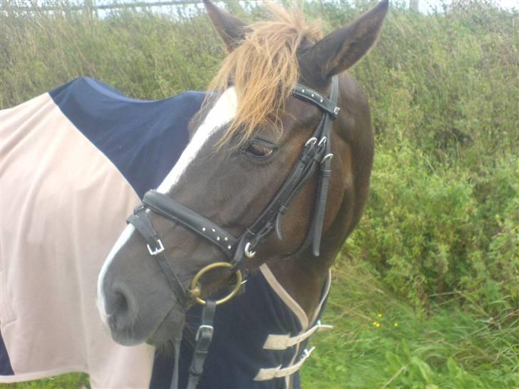 DSP Boccacio:<3 SOLGT :( billede 11