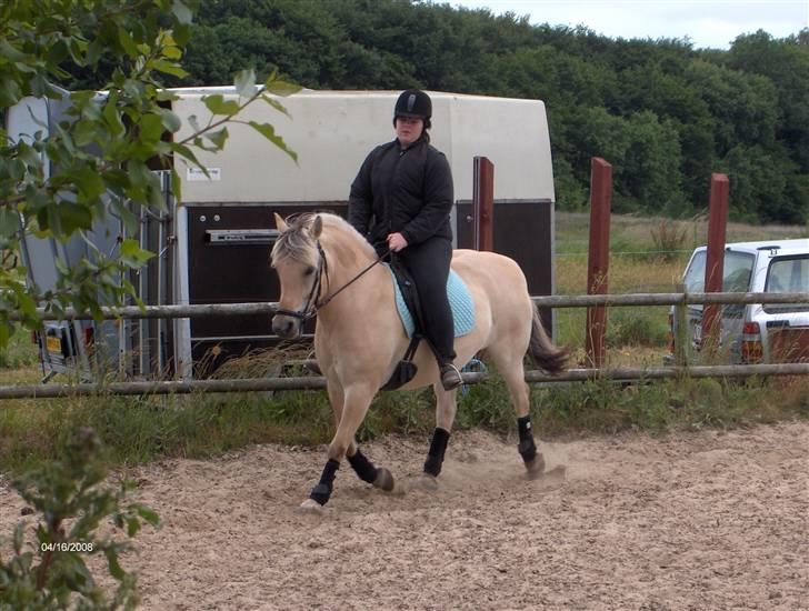 Fjordhest Polly R.I.P 2. Feb 2018 - puha det for hårdt det der billede 7