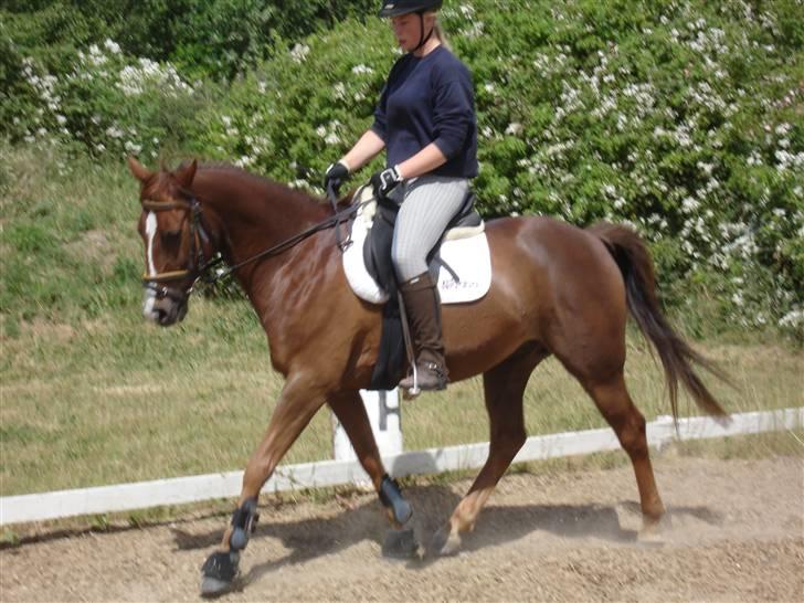 DSP Alibaba (SOLGT) billede 15