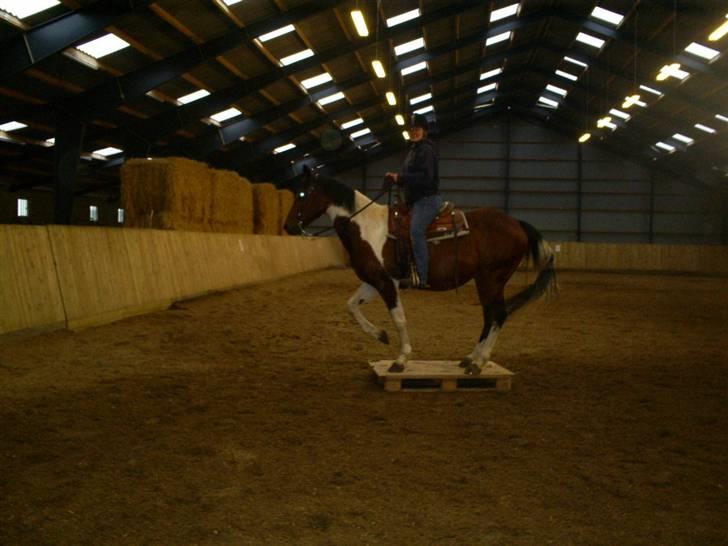 Pinto Pepino  <3  † R.I.P. † - Hehe cirkus hest ;P Taget på ANE 06/07 billede 19