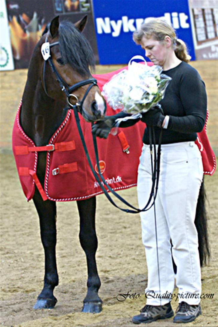 New Forest Flintdales Ranzau - Solgt - Velkommen til Ranzaus profil :] billede 1