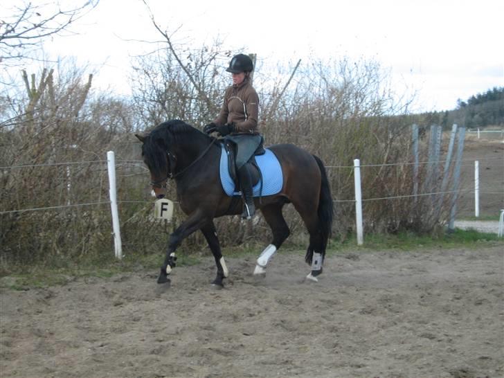 New Forest Flintdales Ranzau - Solgt - Daglig træning. :) billede 4