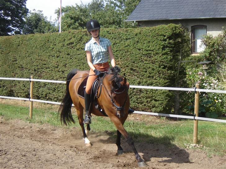 Hollandsk Sportspony Sharif - sendt tilbage. - 16. ¤ D. 3 August, 2008¤ Smil til fotografen:) Foto: Lone billede 16