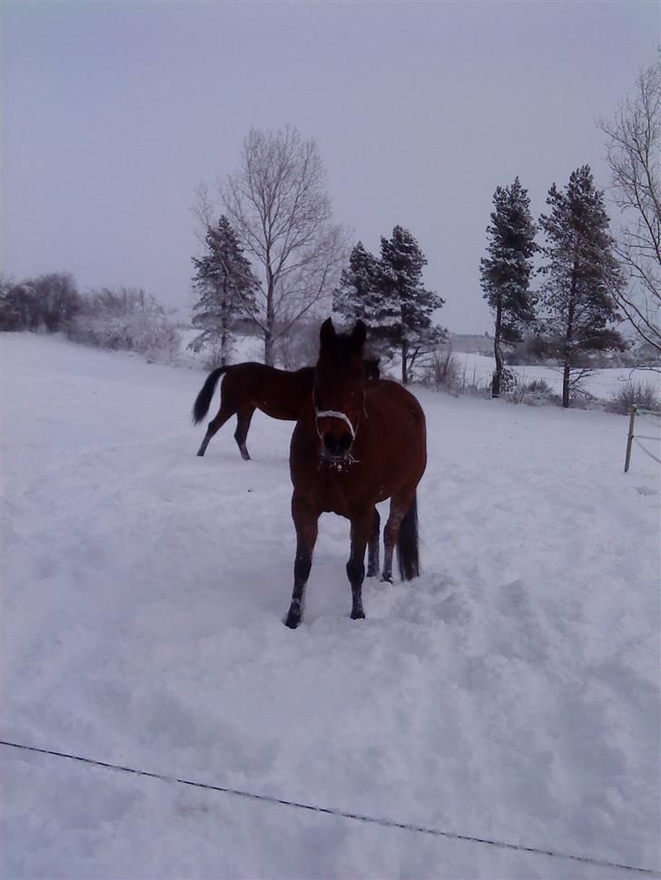 Hollandsk Sportspony Sharif - sendt tilbage. - 17. Hr. fedesen - nu også i sne xD Foto: Mig billede 17