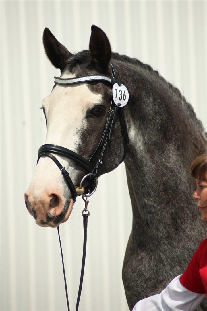 Zangersheide Adele Alfarvad Z - Skønne Adele, DV kåring 26.06.09. (Taget af: SIPO) billede 1