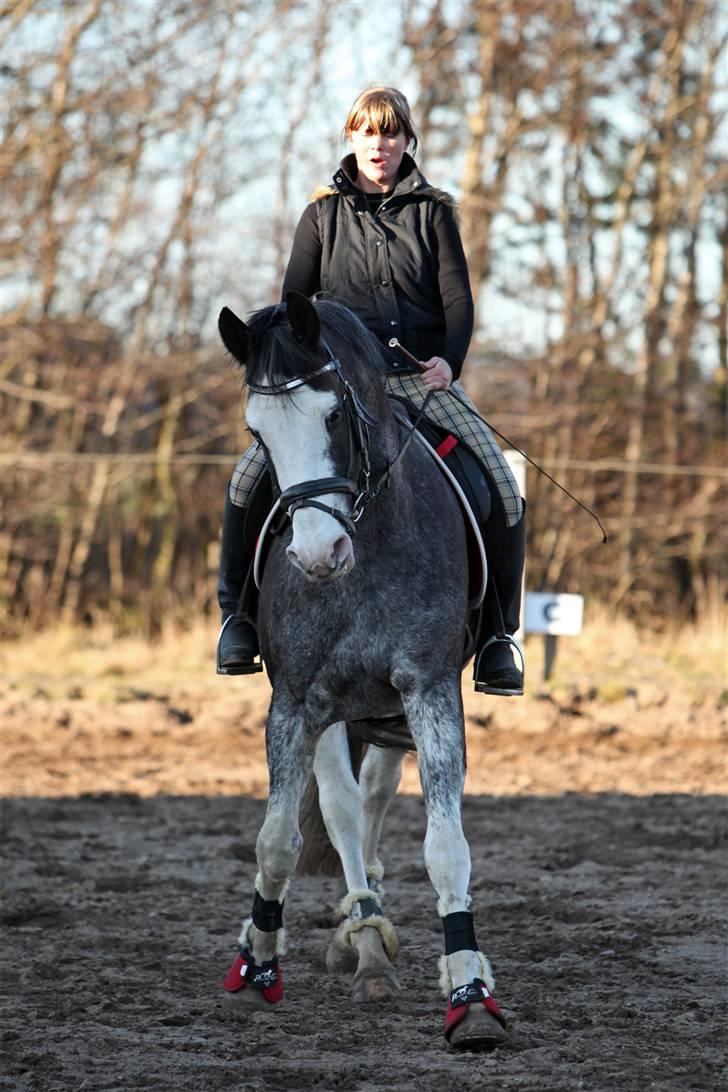 Zangersheide Adele Alfarvad Z - Adele, genoptræning, Mar. 2009, (Taget af: SIPO) billede 2