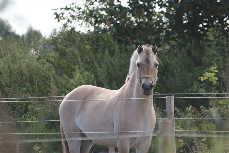 Anden særlig race Cognac - 17#  billede 15