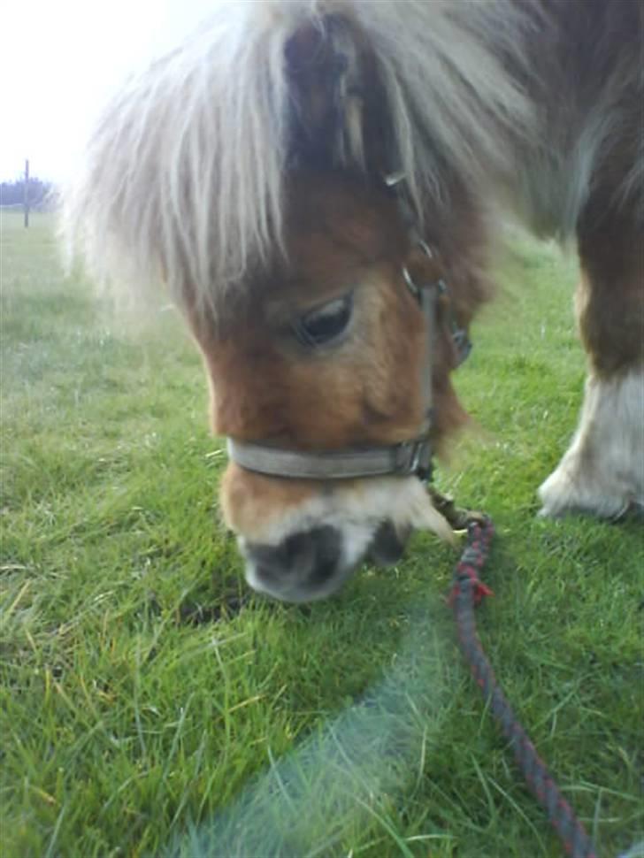 Miniature Smedgårdsend Skaywalker<3 - Velkommen til den bette dreng<´3   (Foto-Miq) billede 1