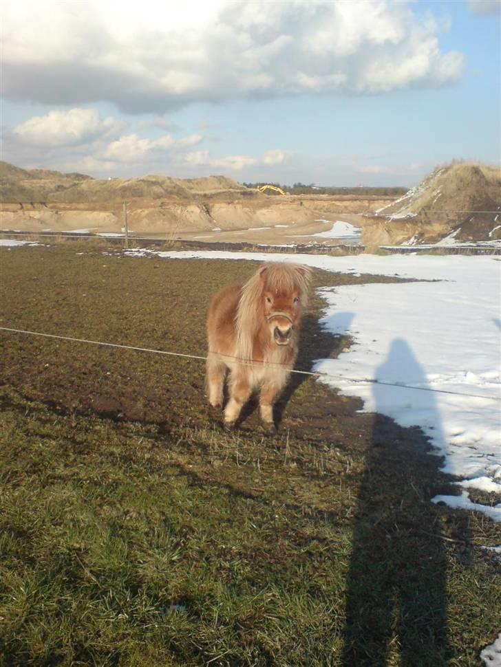 Miniature Smedgårdsend Skaywalker<3 - Her  står han ude i sne<´3 (Foto-Miq) billede 2