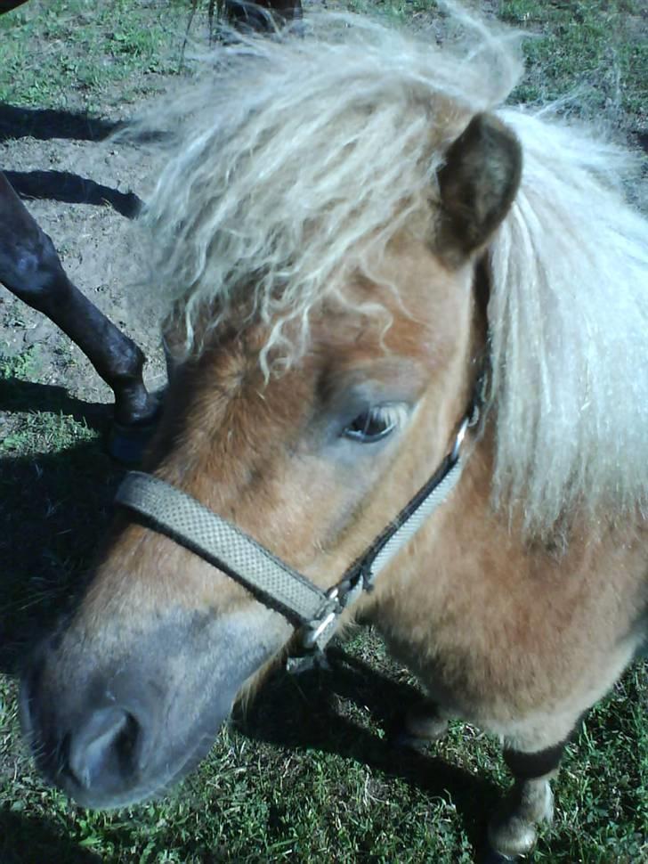 Miniature Smedgårdsend Skaywalker<3 - Her er han jo igen<´3 ( Foto-Mig) billede 3