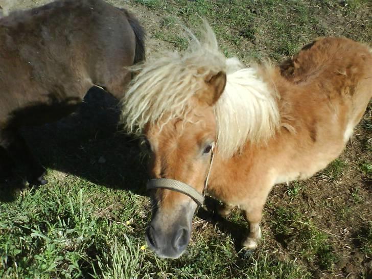 Miniature Smedgårdsend Skaywalker<3 - Bette skaywalker billede 5