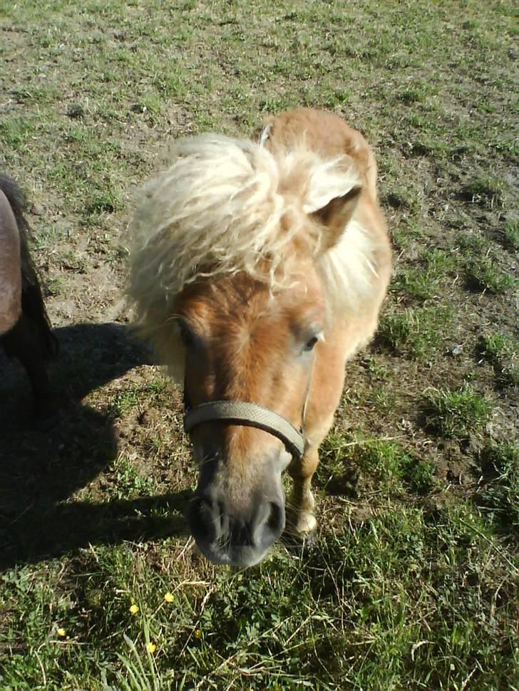 Miniature Smedgårdsend Skaywalker<3 - Her er den bette igen<´´3 billede 6