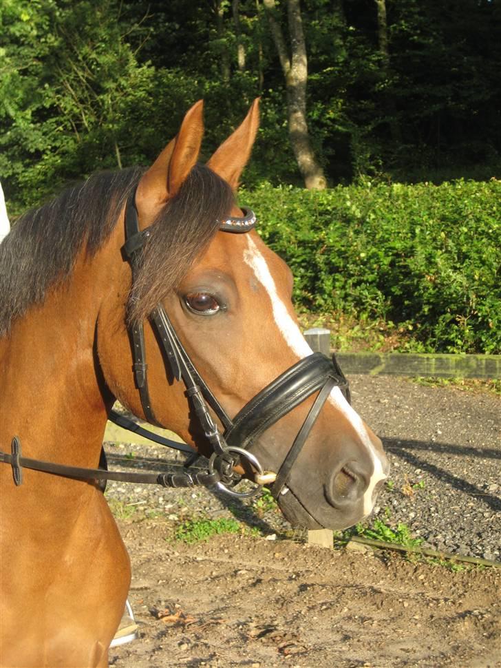 Welsh Cob (sec D) Eilien *Solgt* - Hvad er det?????  <3333 billede 12