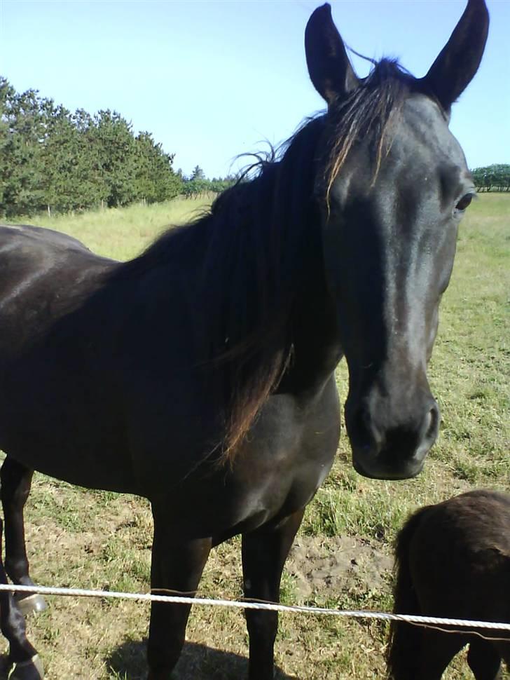 Traver Kate dybvad<3 billede 2