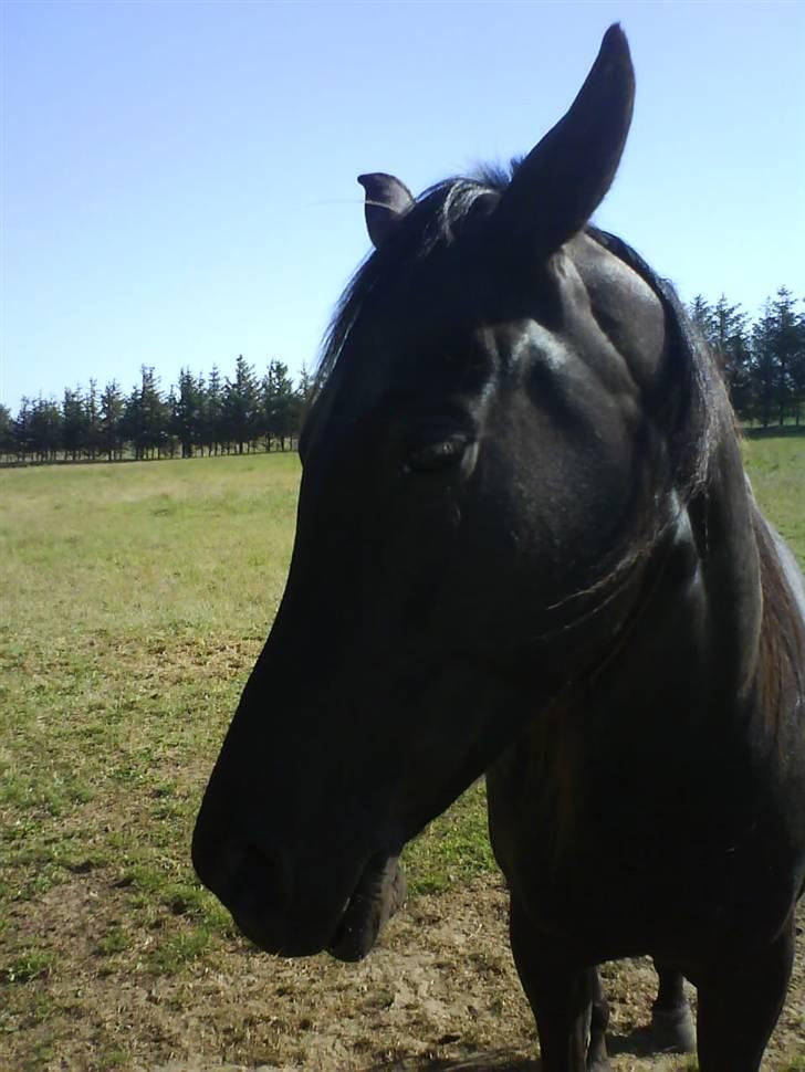 Traver Kate dybvad<3 billede 3