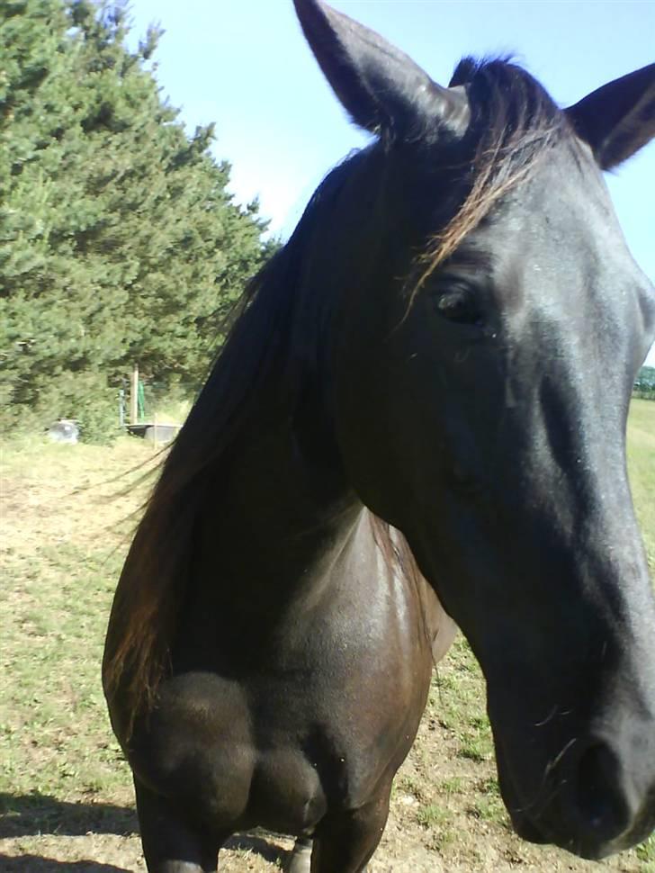 Traver Kate dybvad<3 billede 4